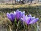 Tufts of spring-flowering crocuses