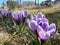 Tufts of spring-flowering crocuses