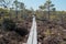 Tuhu nature walking trail. wooden footbridges in the swamp. Estonia