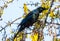 Tui Bird