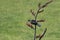 Tui bird on a flax flower stalk with green grass on background, New Zealand