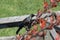 Tui bird on a flax flower stalk with green grass on background, New Zealand