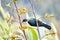 Tui bird on a flowering bush