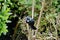 Tui bird on a flowering bush