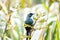 Tui bird on a flowering bush