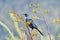 Tui bird on a flowering bush