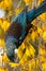 Tui Bird in New Zealand