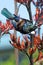 Tui - Bird of New Zealand