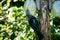 Tui bird in New Zealand Feeding from a nectar feeder