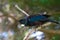 Tui bird (Prosthemadera novaeseelandiae) on a branch