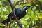 Tui bird sitting on a flax plant