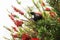 Tui Perched In A Bottlebrush Tree