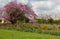 Tuileries Gardens