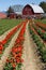 TUILIP TOWN, MT VERNON, WA/USA â€“ APRIL 16, 2021: rows of red tulips in bloom on a sunny day with a red barn in the background