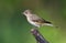 Tuinfluiter, Garden Warbler, Sylvia borin