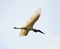 Tuiuiu bird flying free on Pantanal, Brazil