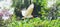 Tuiuiu bird flying free on Pantanal, Brazil