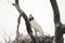 Tuiuiu bird on his nest over a tree. Bird of Pantanal, Brazil