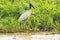 Tuiuiu bird over some plants on the margins of a river