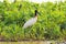 Tuiuiu bird over some plants on the margins of a river