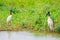 Tuiuiu birds over some plants on the margins of a river