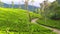 Tuk Tuks on road winding through tea estate, Highlands