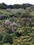 Tuku Valley, Chatham islands, New Zealand