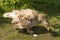 Tula goose breeds grazed on a lawn