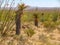 Tularosa Basin in Southern New Mexico