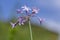 Tulbaghia violacea society garlic flowers in bloom, pink agapanthus flowering plant