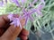 Tulbaghia violacea, society garlic, pink agapanthus