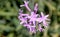 Tulbaghia violacea, Society garlic, Pink agapanthus