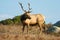 Tule Elk