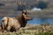 Tule Elk