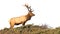 Tule Elk