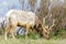 Tule Elk Bull Adult Grazing