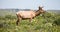 Tule Elk Bull (Cervus canadensis nannodes) grazing in the meadows