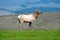 Tule elk bull stands on green grass.