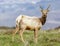 Tule Elk Bull Yearling Urinating