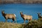 Tule Elk (Cervus canadensis)