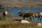 Tule Elk (Cervus canadensis)