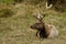 Tule Elk (Cervus canadensis)