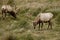 Tule Elk (Cervus canadensis)