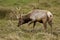 Tule Elk (Cervus canadensis)