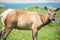 Tule Elk Cow (Cervus canadensis nannodes) grazing and sticking out tongue