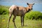 Tule Elk Cow (Cervus canadensis nannodes) looking back in alert