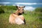 Tule Elk Cow (Cervus canadensis nannodes) resting in the lush meadows and looking back in alert