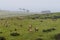 Tule Elk at Point Reyes National Seashore