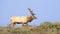 Tule Elk in Sunset light