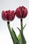 Tulip against white Background